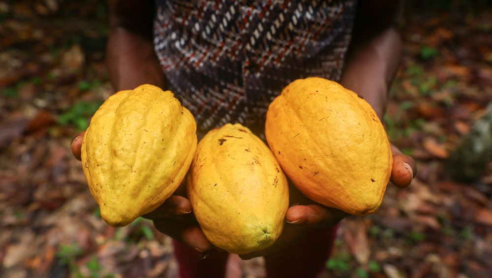 Ripe Cocoa pods in a cocoa farm in the Ahafo Region of Ghana on October 10, 2024.